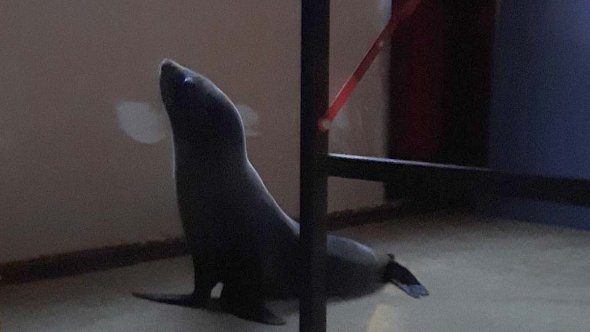 Yeni Zelanda’nın Tauranga kentinde yaşayan Deniz Ekolojisti Philip Ross’un evine fok balığı girdi. Ross’un eşi Jenn fok balığını bahçeye doğru yönlendirerek evden çıkarmayı başardı.