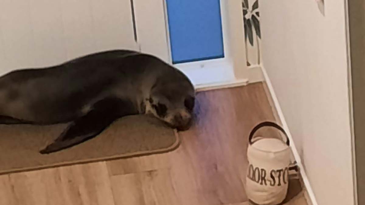 Evine fok balığı girdi