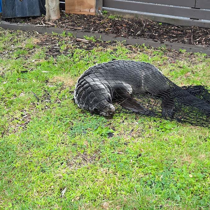 Evine fok balığı girdi