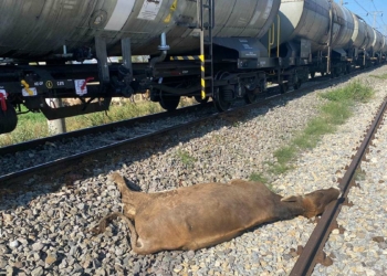 Yük treni sürüye çarptı; 8 büyükbaş öldü