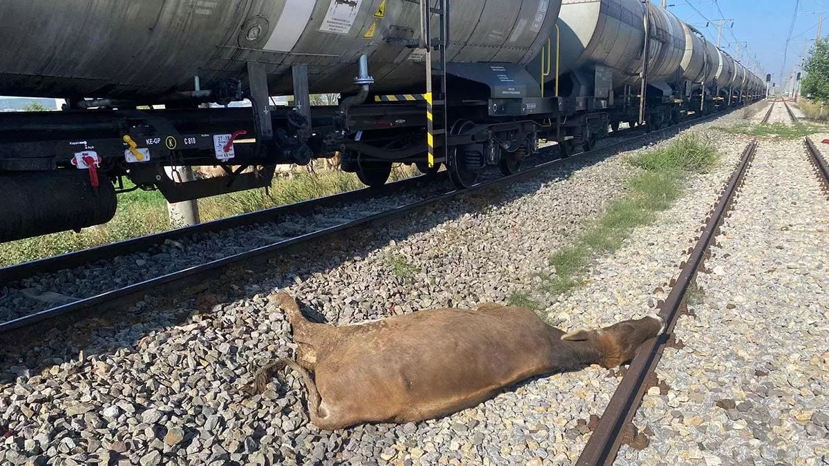 Yük treni sürüye çarptı; 8 büyükbaş öldü