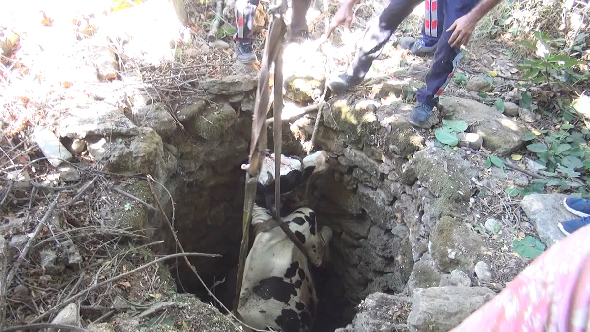 10 metrelik kuyuya düşen inek vinçle çıkarıldı