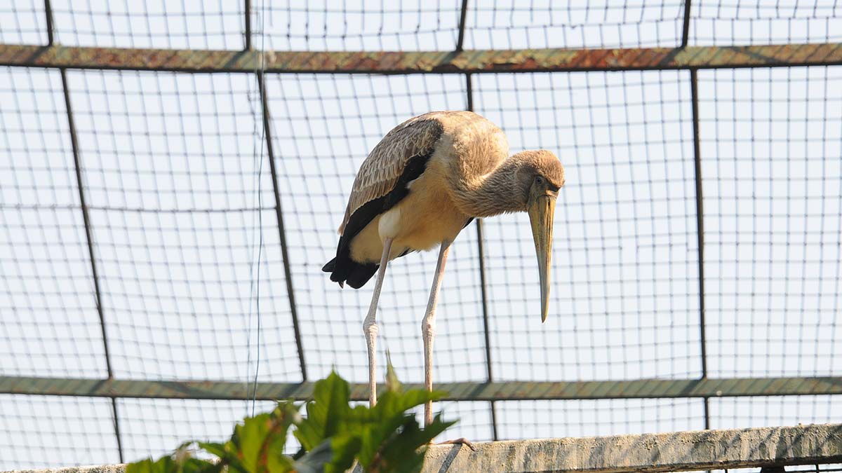 10 yıl sonra 'sarı gagalı leylek' sevinci