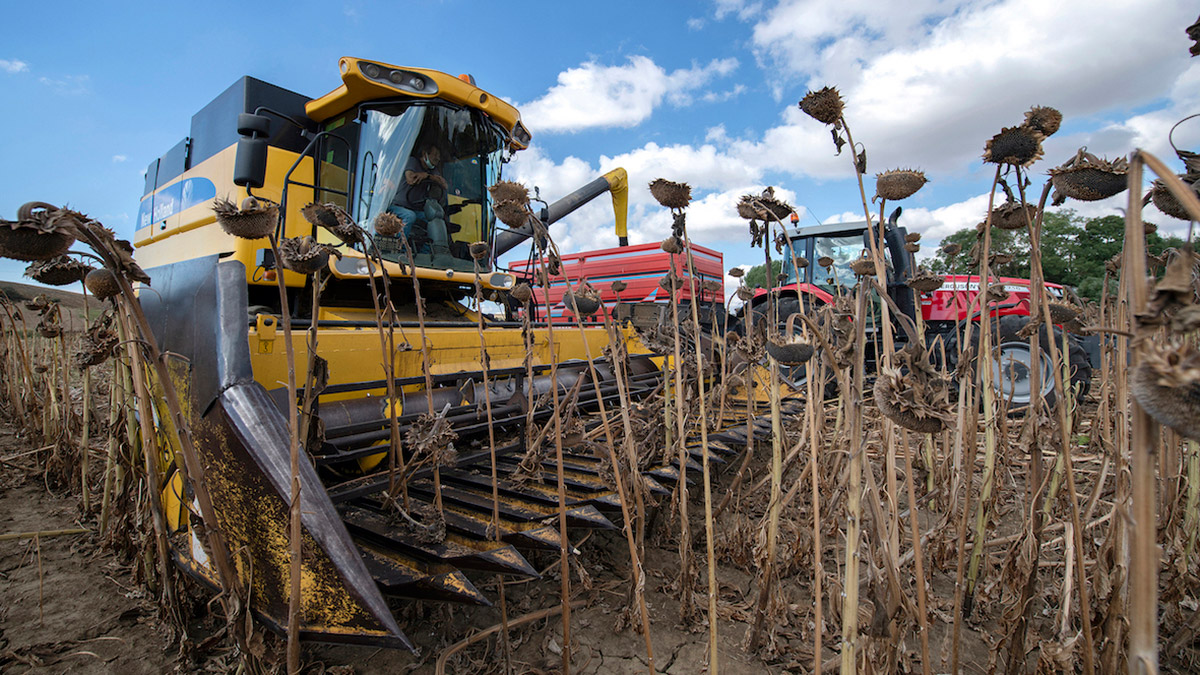 1000 Çiftçi 1000 Bereket çiftçilerinden ayçiçeği hasadı