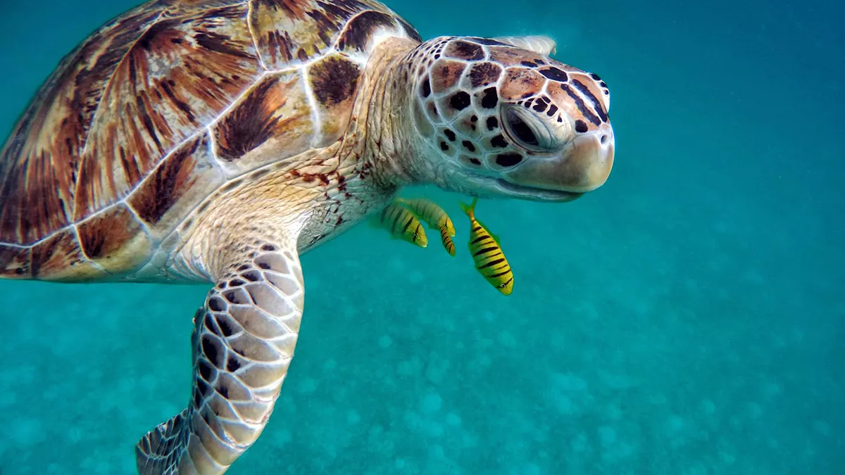 30 yılda 1. 1 milyon deniz kaplumbağası öldürüldü