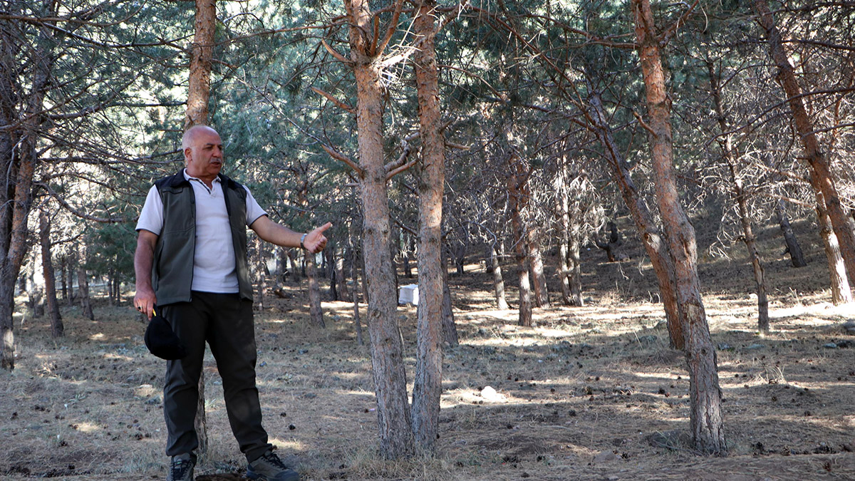 40 yıllık ormanda 'silvikültür' bakım çalışması