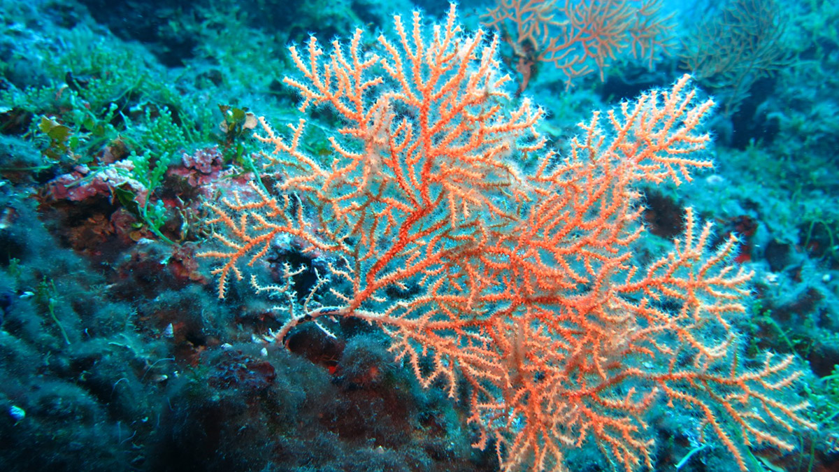 7 deniz canlısının avlanması ve satışına yasak