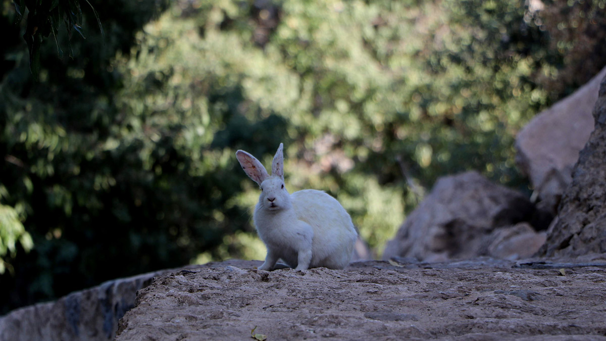 Akdamar Adası'nda 'tavşan' zararı