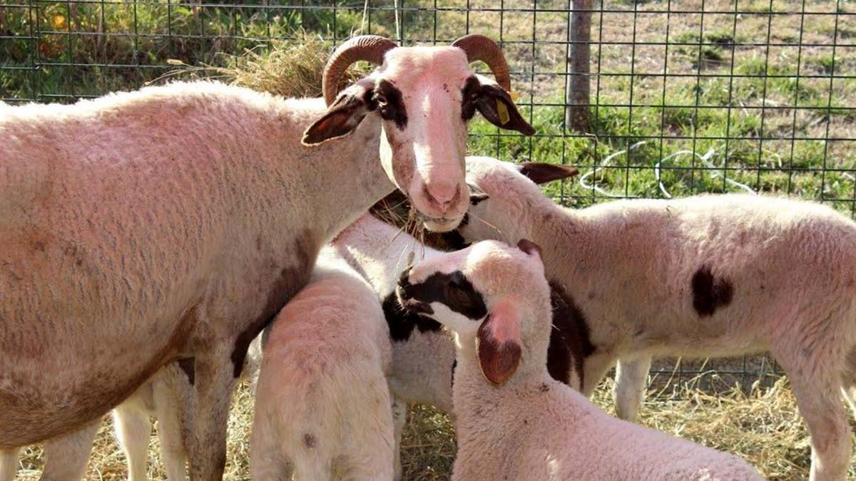 Alım garantili 'sözleşmeli besicilik' modeli