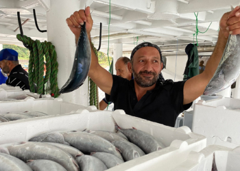 Amasralı balıkçılar, 40 ton palamut avladı