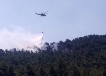 Antalya'da yıldırım isabet eden ağaçlar alev aldı
