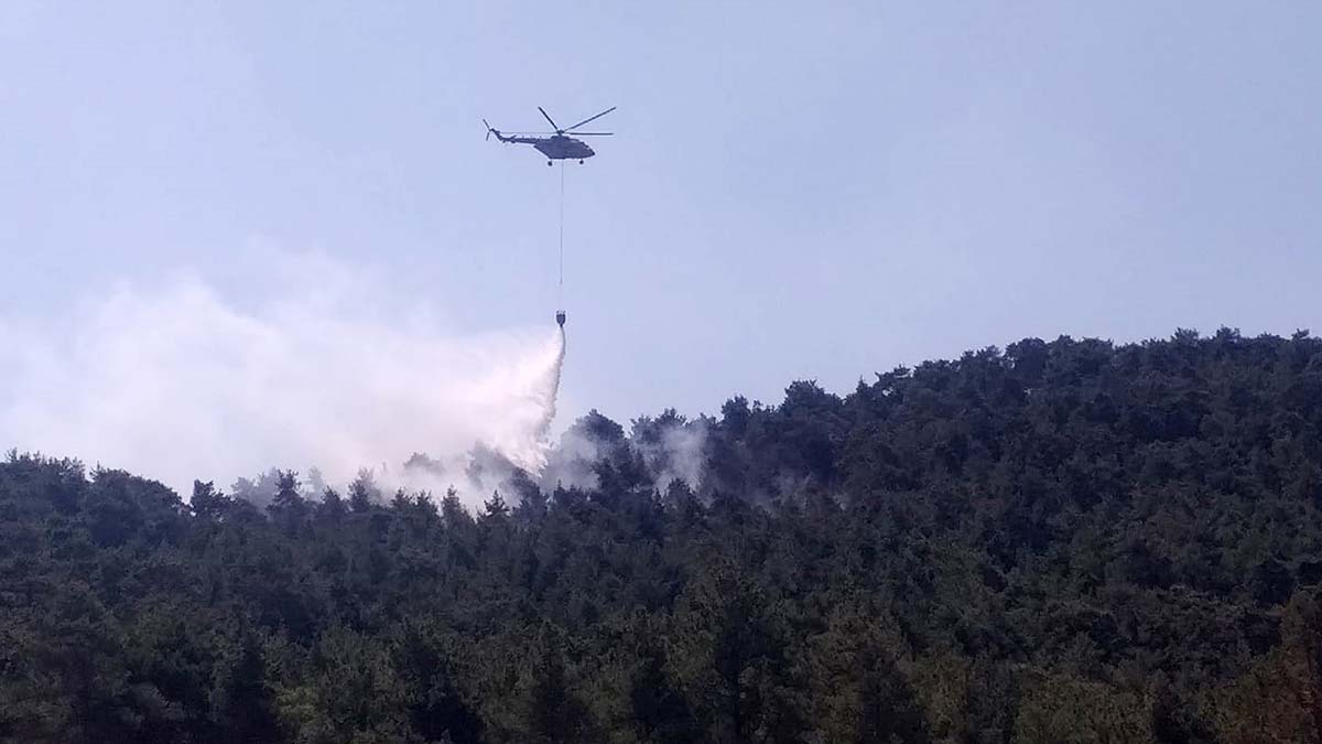 Antalya'da yıldırım isabet eden ağaçlar alev aldı