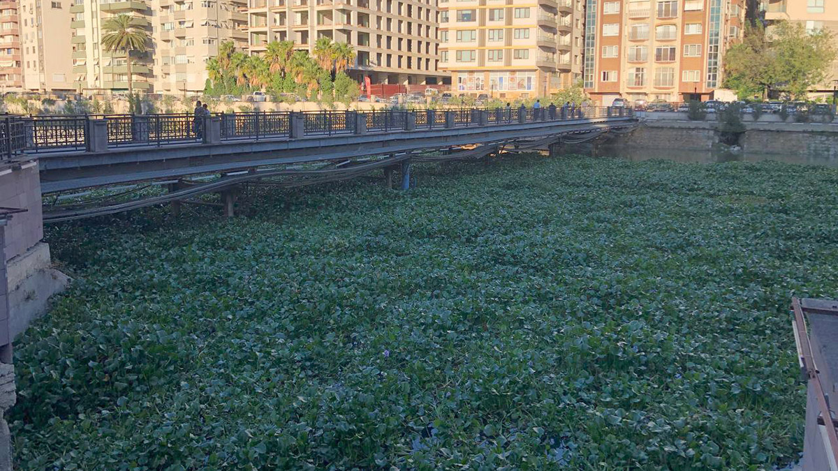 Asi Nehri'nde su sümbülü istilası