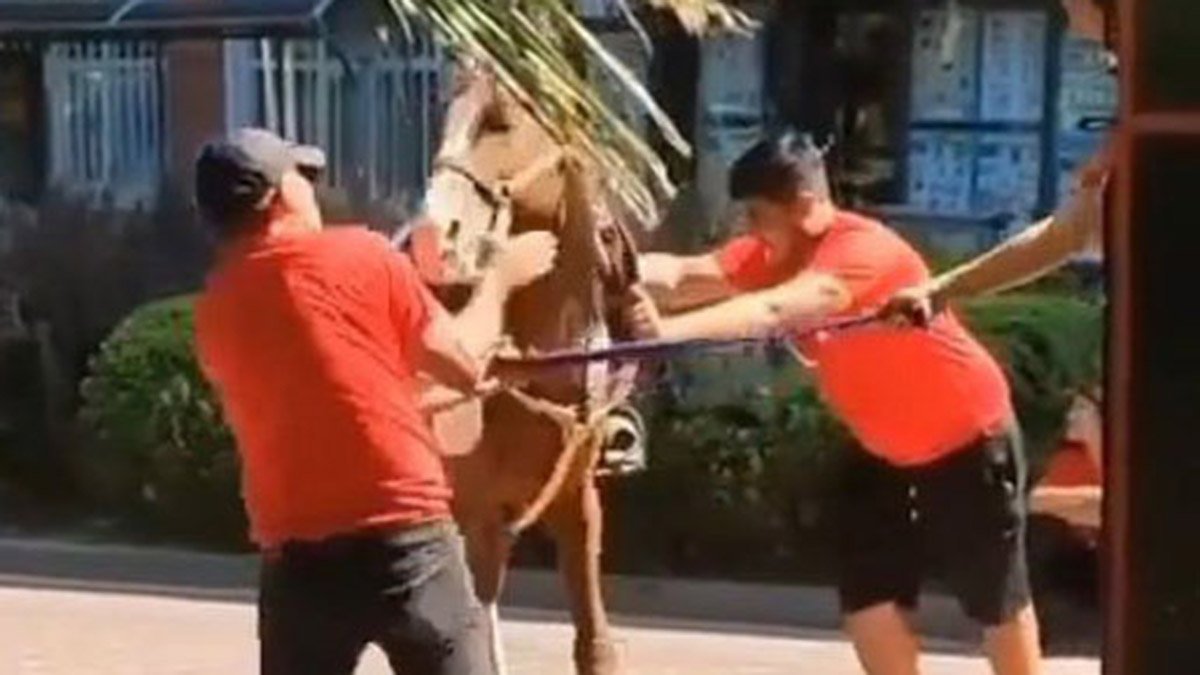 Ata vuran temsili süvariye para cezası