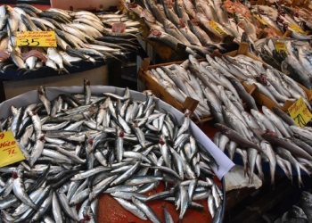 Av yasağı kalktı, balık fiyatları yarıya düştü