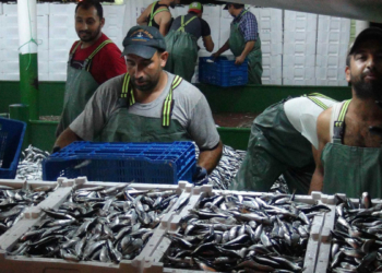 Avlanan balık miktarı yüzde 50 azaldı