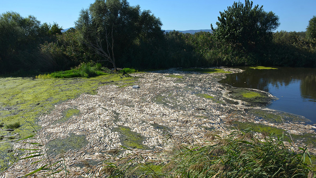 Bakırçay'daki toplu balık ölümlerine suç duyurusu