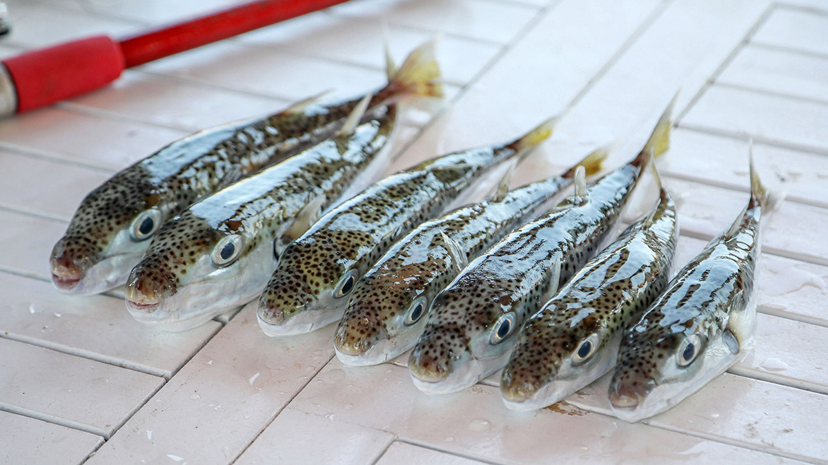 Balon balığı avcıları 164 bin lira kazandı