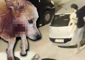 Çaldığı köpeğin çenesini bıçakla kesti
