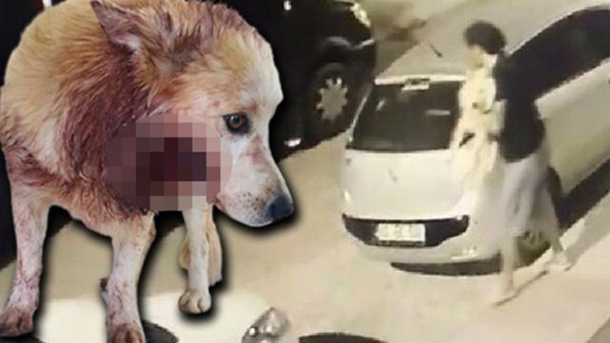 Çaldığı köpeğin çenesini bıçakla kesti