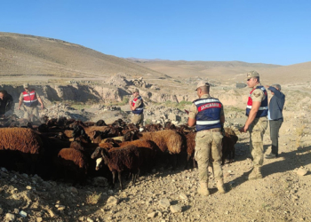 Çalınan 118 koyunu jandarma buldu
