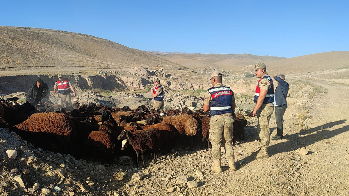 Çalınan 118 koyunu jandarma buldu
