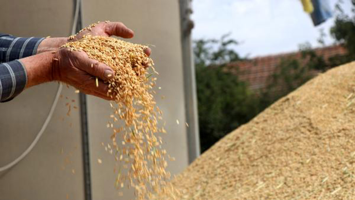 Çeltik üretimi, 1 milyon tona ulaştı