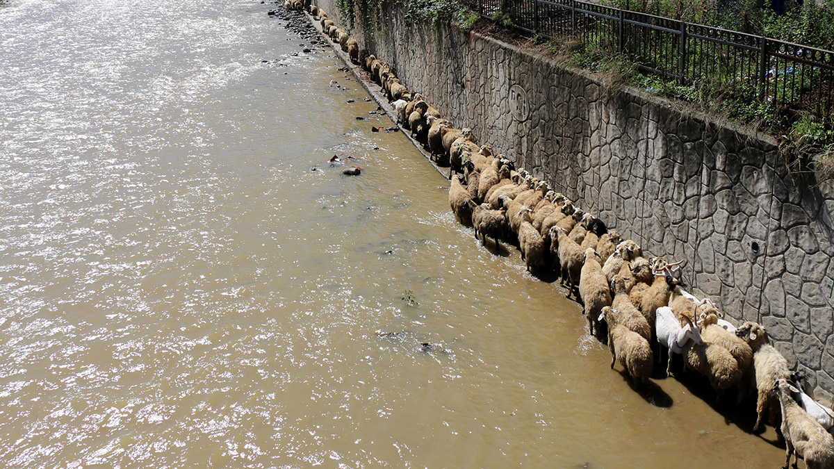 Çoban uyudu, küçükbaşlar derede mahsur kaldı