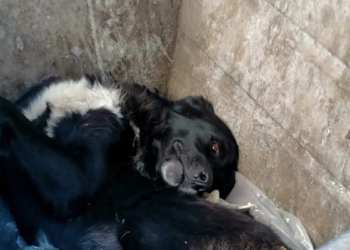 Çöp konteynerine atılan köpek korumaya alındı