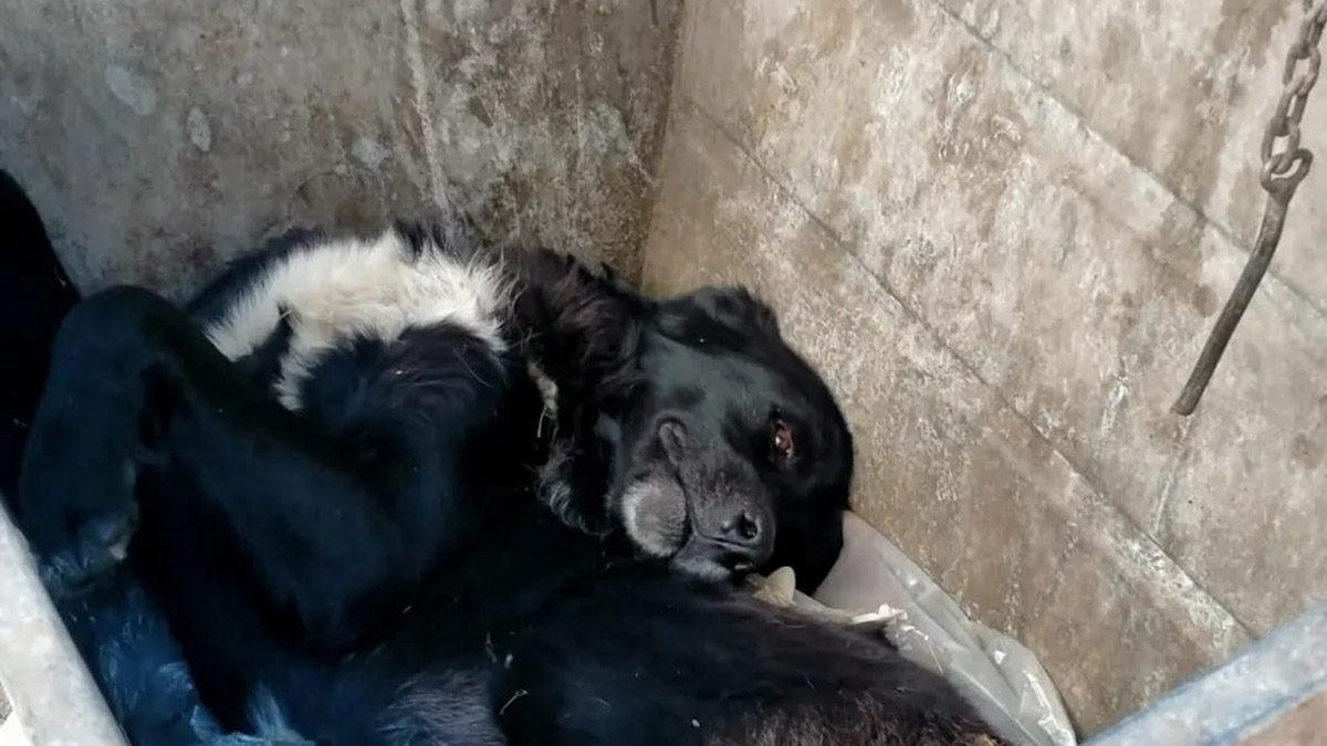 Çöp konteynerine atılan köpek korumaya alındı