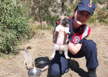Çöplüğe bırakılan 10 yavru köpek barınağa verildi