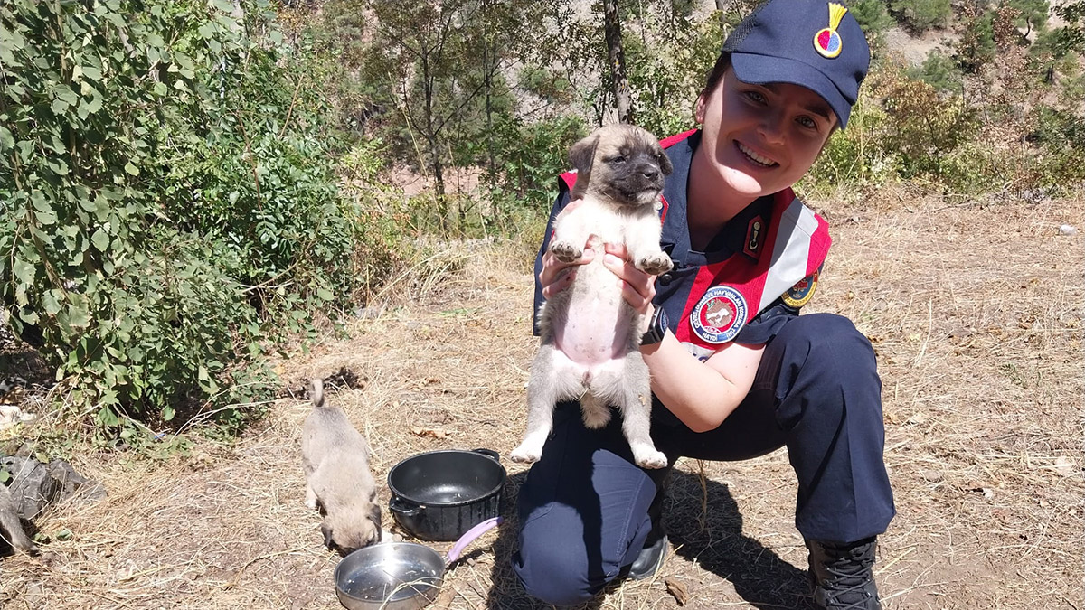 Çöplüğe bırakılan 10 yavru köpek barınağa verildi