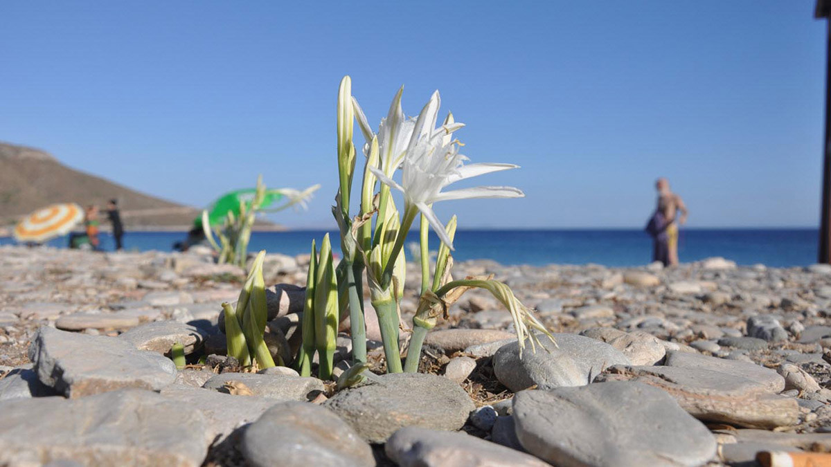 Datça'da kum zambakları çiçek açtı