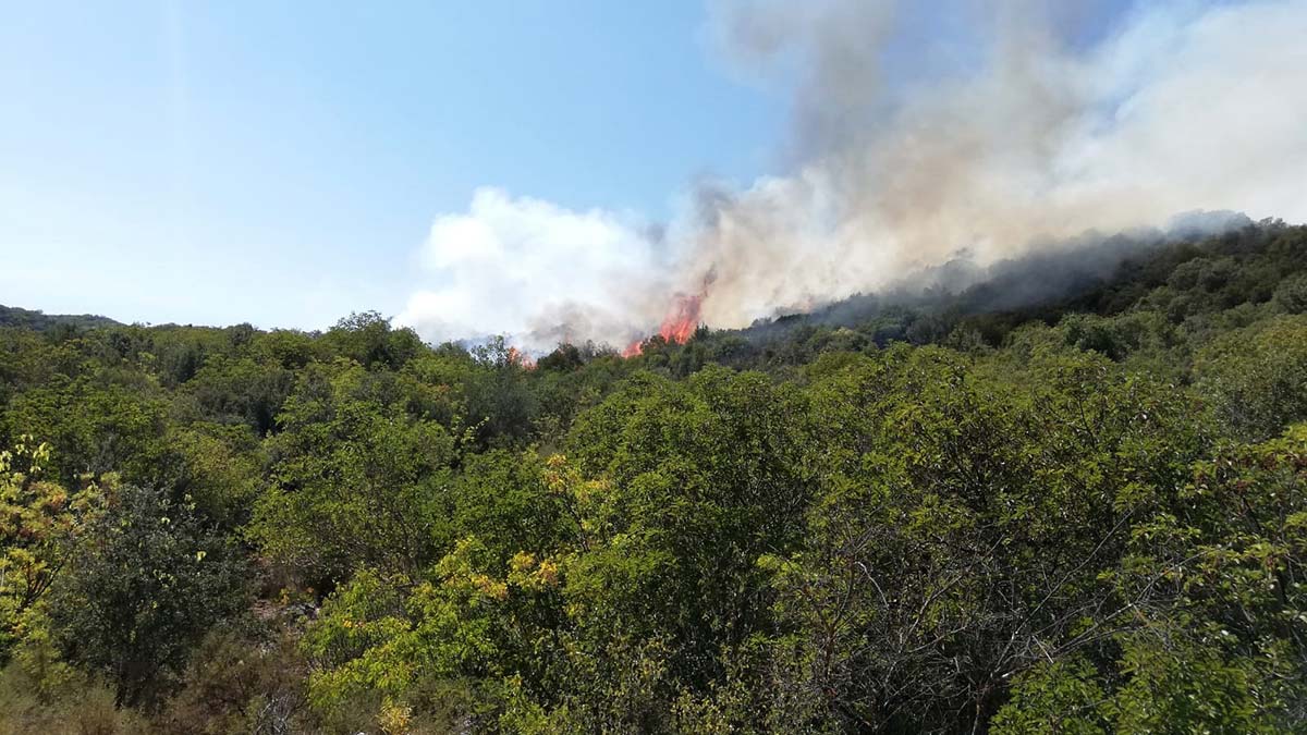 Demre'de orman yangını