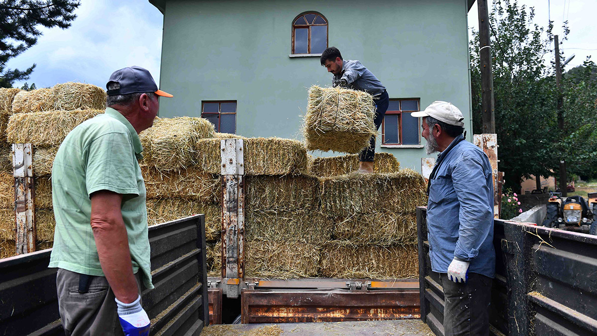 Üreticiye kaba yem desteği