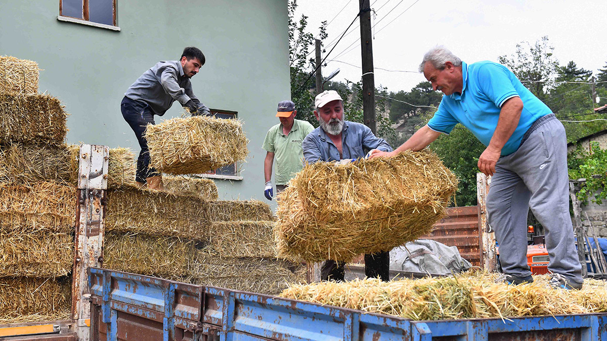 Hayvan yetiştiriciliğinin maliyetlerini düşürmek için yılın her mevsiminde çiftçilere destek olan ABB, bu defa yoğun yağışlar nedeniyle sel felâketinden etkilenen yerli üreticilere ücretsiz olarak kaba yem desteği vermeye başladı.