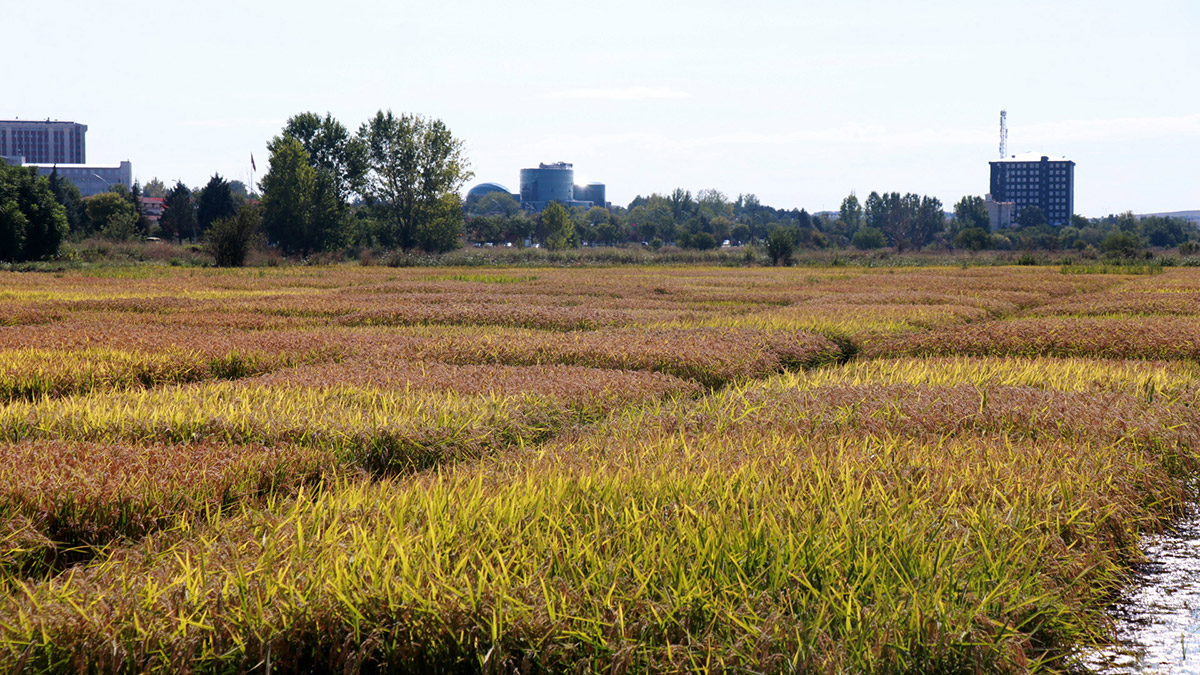 Edirne'de çeltik fiyatları beklentiye yakın bulundu