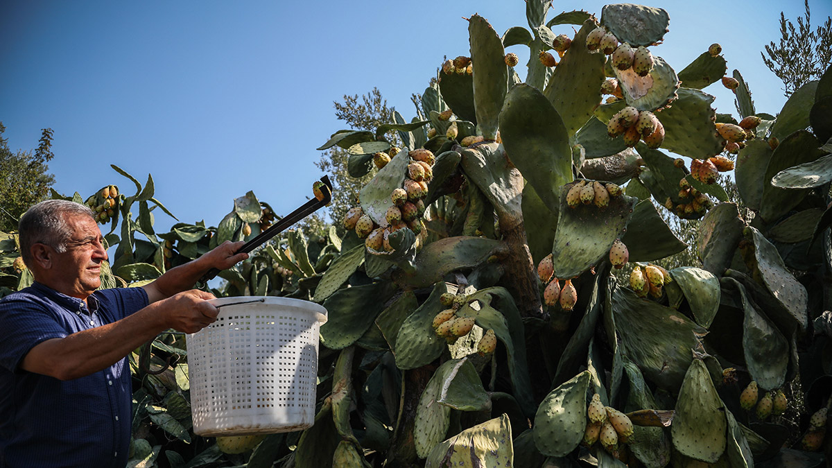 Enerji kaynağı Frenk yemişi dalında çürüyor