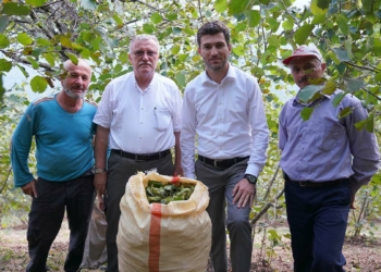 Erbaa fındığında hasat zamanı