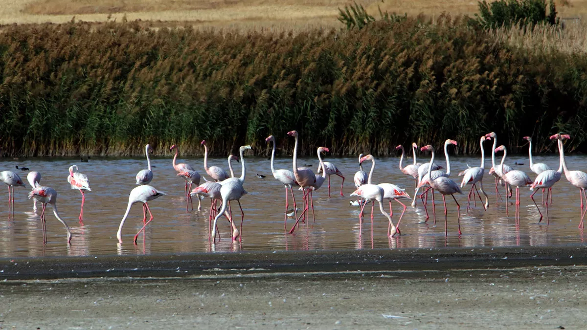 Erçek gölü flamingoları ağırlamaya devam ediyor