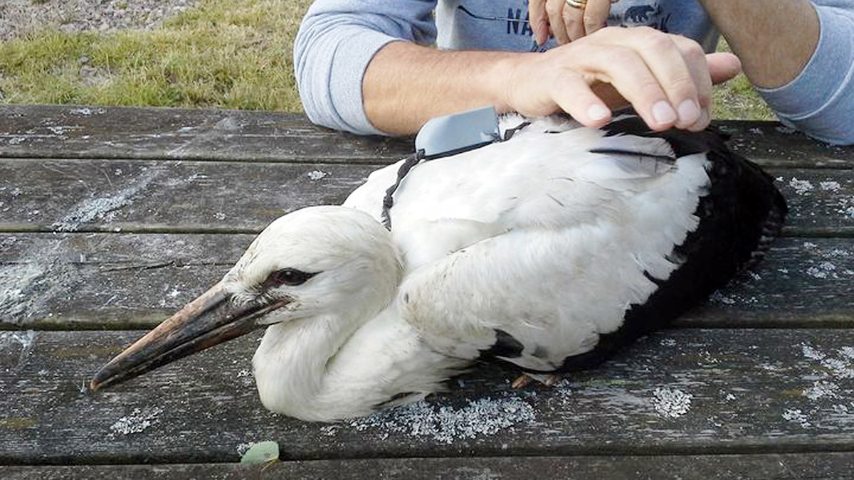 Göç yolundaki 'kayıp leylek' ölü bulundu