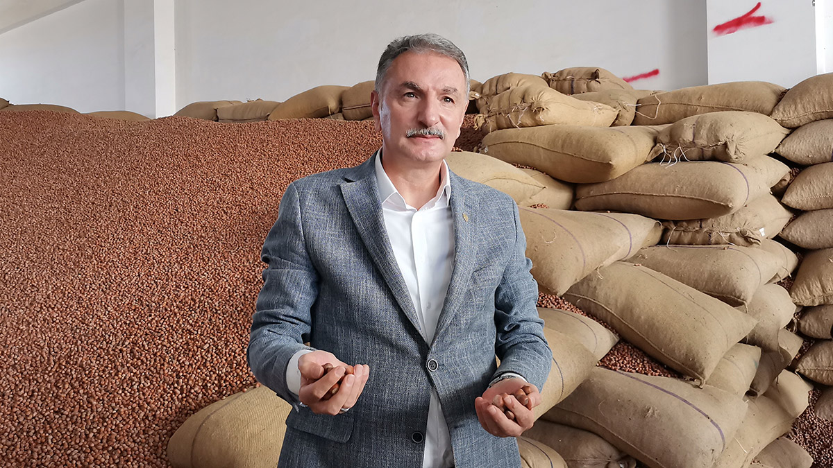 Günlük 2 bin 500 bin ton fındık alımı yapılıyor