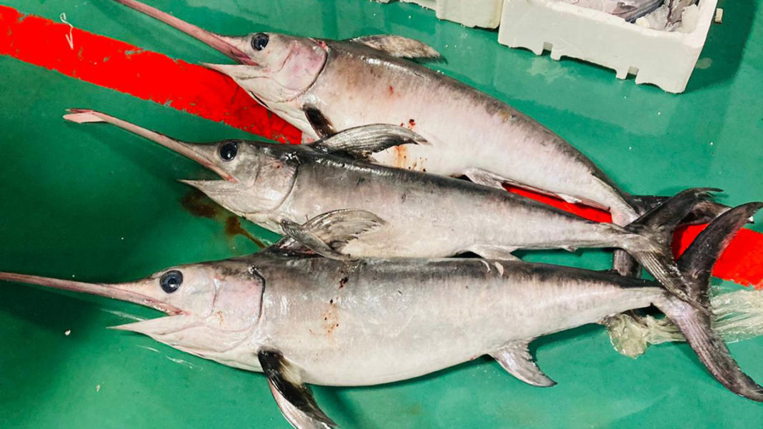 Gürpınar Hali'nde yasak avlanan 1 ton balık yakalandı