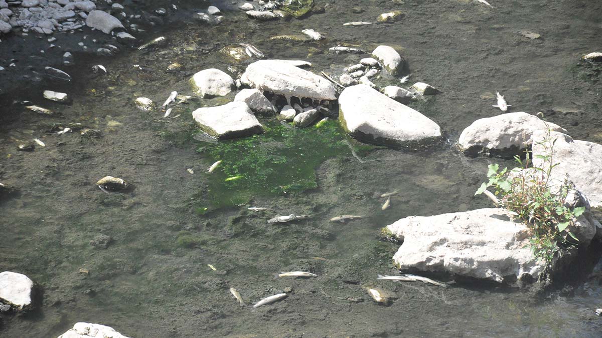 Harşit Çayı'nda balık ölümlerine inceleme