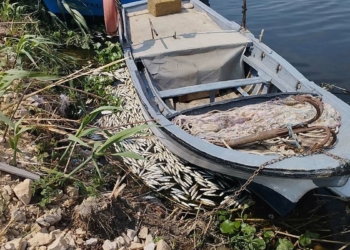 Hatay'da Asi Nehri'nde toplu balık ölümleri