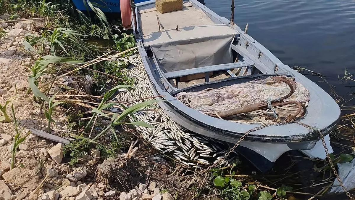 Hatay'da asi nehri'nde toplu balık ölümleri