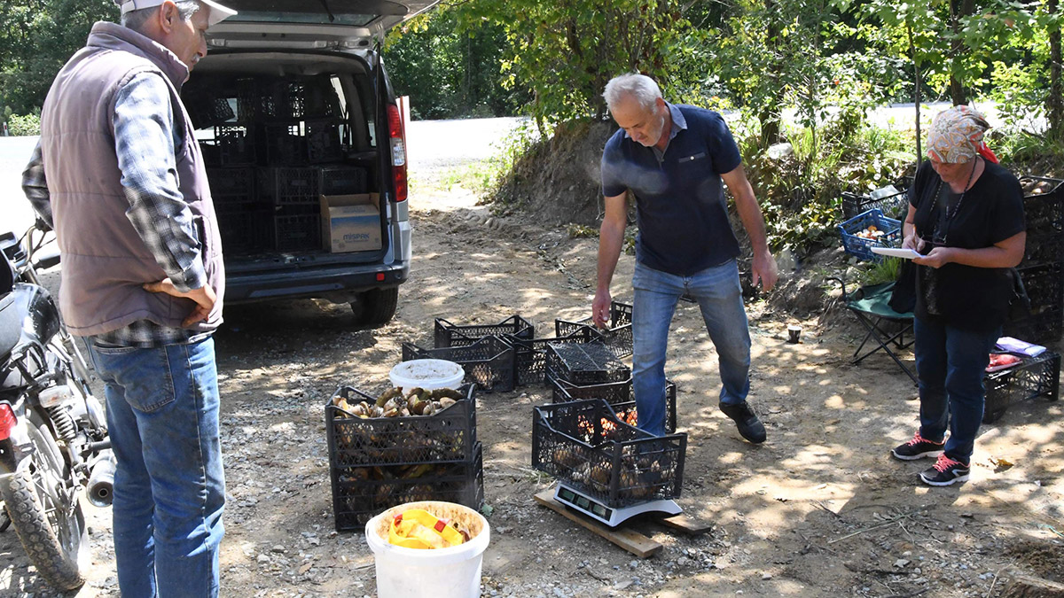 Istranca Ormanları'nda mantar bolluğu