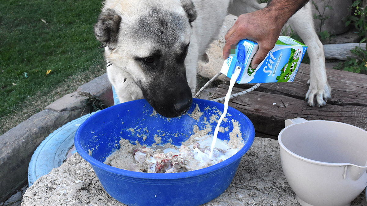 Kangal köpekleri kış için 'sütlü tahıl' ile besleniyor