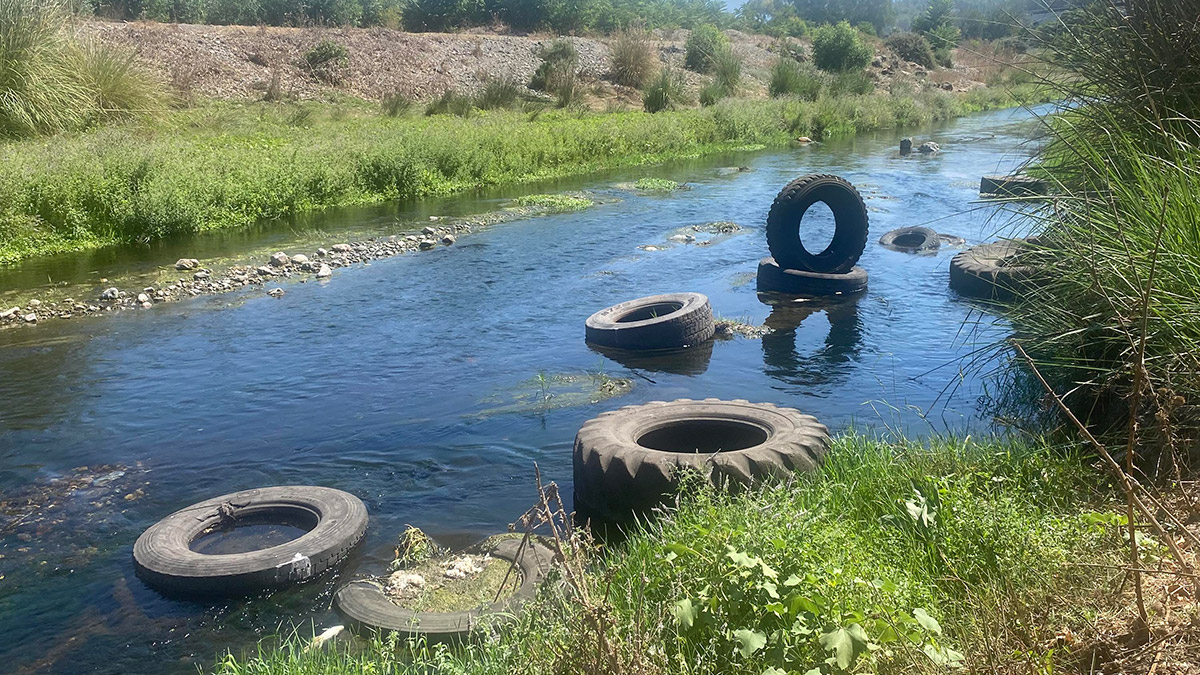 Karaçay Deresi'nde ölen balıklar oksijensiz kalmış