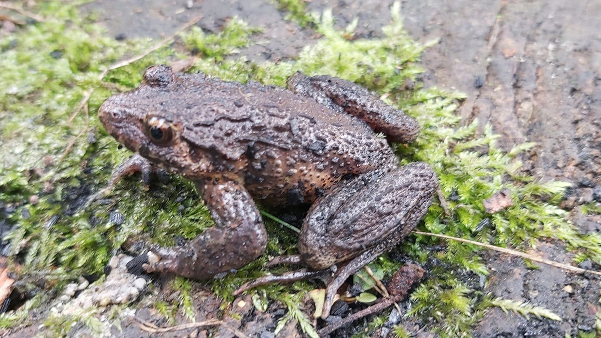 Karadeniz'de 3 türün nesli tehlikede